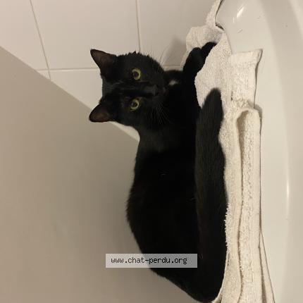 Photo 1/4 Lilo Chat perdu à Vannes