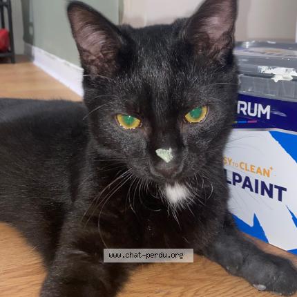 Photo 2/4 Lilo Chat perdu à Vannes
