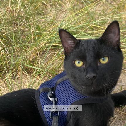 Photo 3/4 Lilo Chat perdu à Vannes