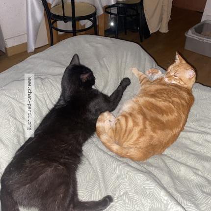 Photo 4/4 Lilo Chat perdu à Vannes