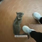 Photo de chat perdu à Nice