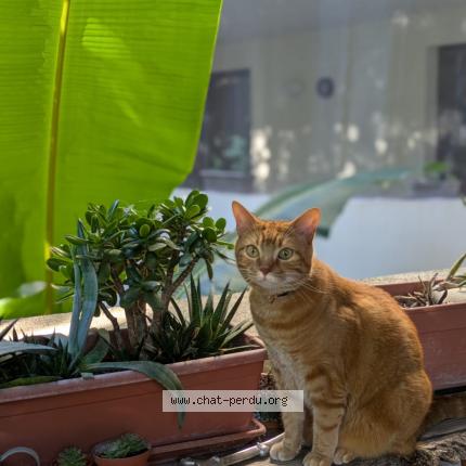 Photo 1/1 Chat retrouvé Perdu à Montpellier