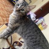 Photo de chat perdu à Lima