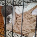 Photo de chat trouvé à Portland