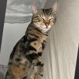 Photo de chat perdu à Sevran