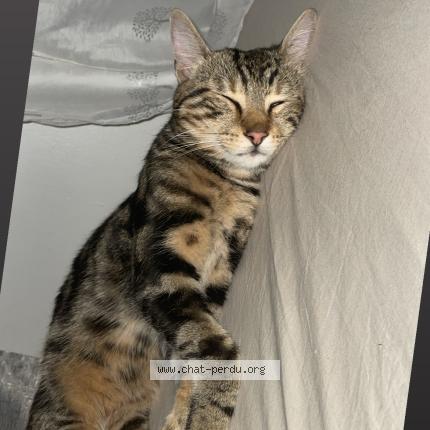 Photo 1/1 Jimmy Chat perdu à Sevran