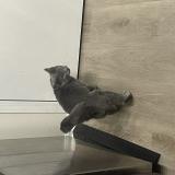 Photo de chat perdu à Columbus