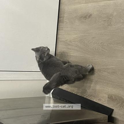 Photo 1/1 Chernobyl Chat perdu à Columbus