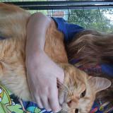 Photo de chat perdu à Lafayette