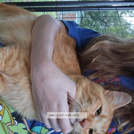 Photo 1/1 Gourd Chat perdu à Lafayette