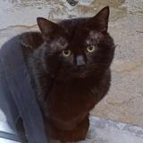 Photo de chat trouvé à Ganshoren