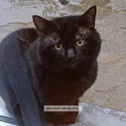 Photo 1/1 Chat trouvé Trouvé à Ganshoren