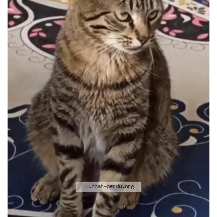 Photo 1/3 Tigrou Chat perdu à Les essarts le roi