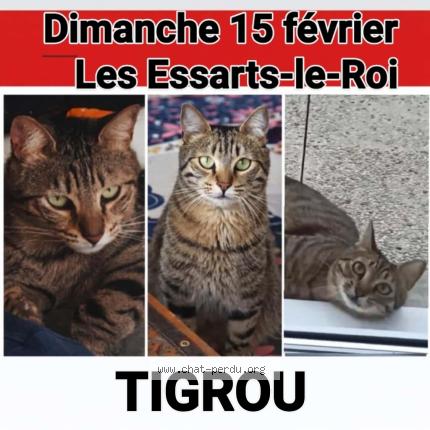 Photo 2/3 Tigrou Chat perdu à Les essarts le roi
