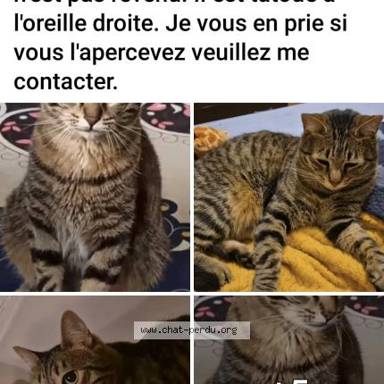 Photo 3/3 Tigrou Chat perdu à Les essarts le roi