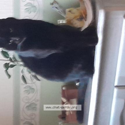 Photo 1/1 Chat trouvé Trouvé à Beaumont en beine