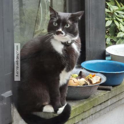 Photo 1/1 Chat retrouvé Trouvé à Ixelles