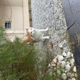 Photo de chat perdu à Fontoy