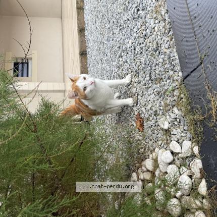 Photo 1/1 Tolkien Chat perdu à Fontoy