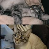 Photo de chat perdu à Deuxville