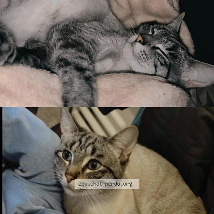 Photo 1/1 Coco Chat perdu à Deuxville