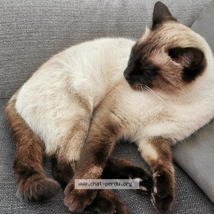 Photo de chat perdu à Saint Savournin