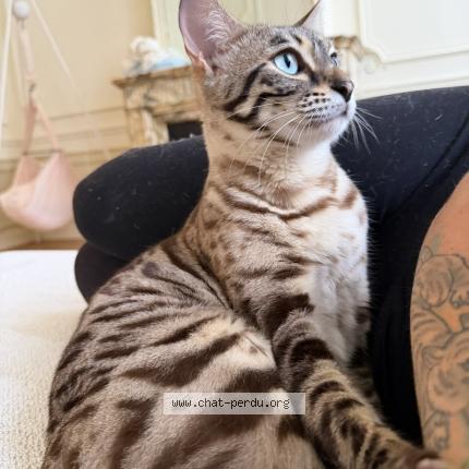 Photo 1/1 Chat retrouvé Perdu à Forest