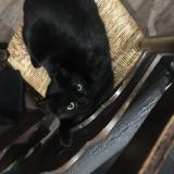 Photo de chat perdu à Drignac