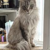 Photo de chat perdu à La Croix En Touraine