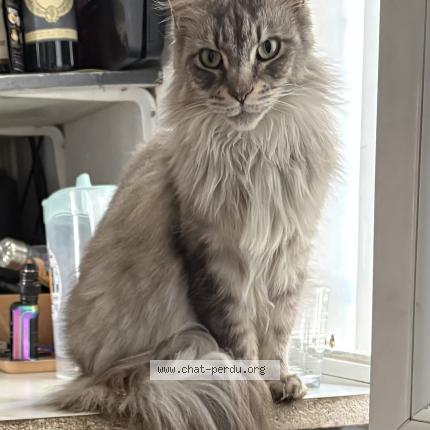 Photo 1/1 Rita Chat perdu à La croix en touraine