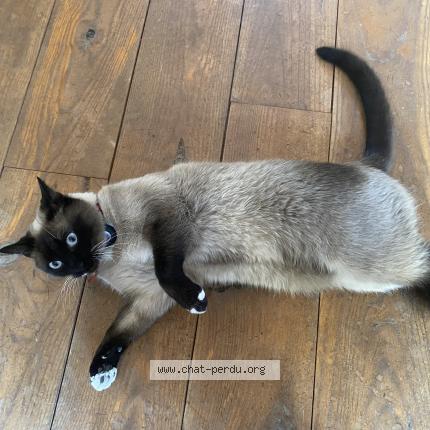 Photo 1/1 Chat retrouvé Perdu à Zaventem