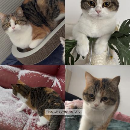 Photo de chat perdu à Mondelange