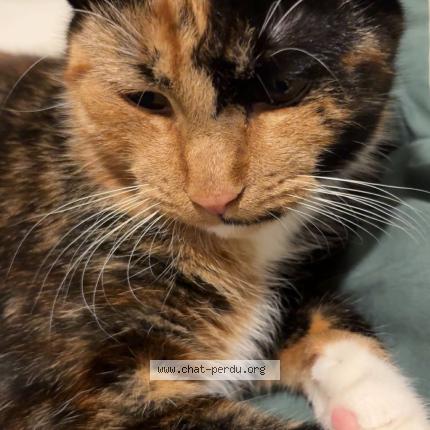Photo de chat perdu à Montbard