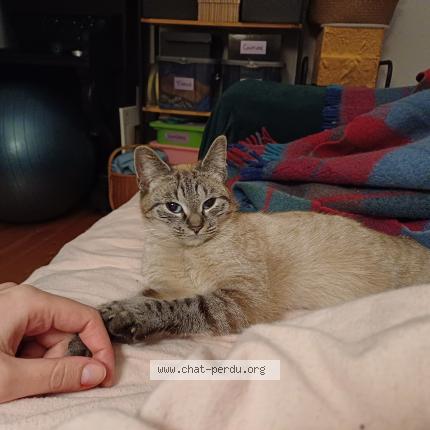 Photo 1/1 Chat trouvé Trouvé à Bruxelles