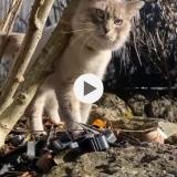 Photo de chat trouvé à Cessy