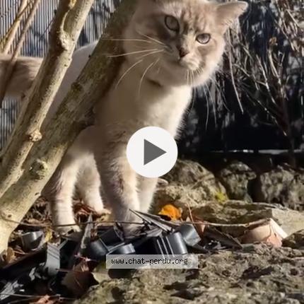 Photo 1/1 Chat retrouvé Trouvé à Cessy