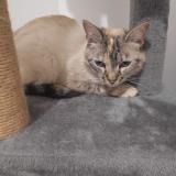 Photo de chat perdu à Locoal Mendon