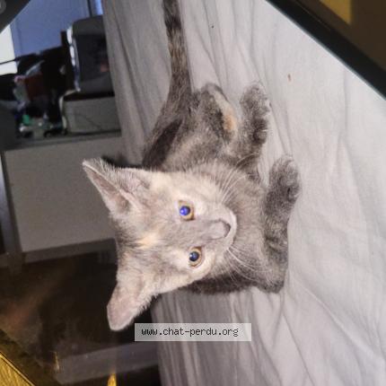 Photo 1/1 Abby Chat perdu à Nimes