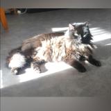 Photo de chat perdu à La Teste De Buch