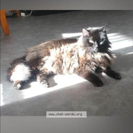 Photo 1/1 MELCHIOR Chat perdu à La teste de buch