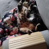 Photo de chat perdu à Toulouse