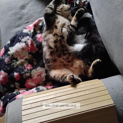 Photo 1/1 JUNIOR diminutif TITI Chat perdu à Toulouse