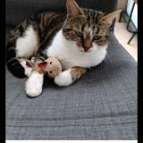 Photo de chat perdu à Orleans