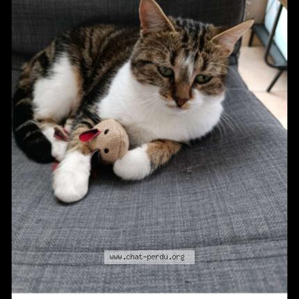 Photo 1/1 Myrtille Chat perdu à Orleans