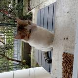 Photo de chat trouvé à Conflans Sainte Honorine