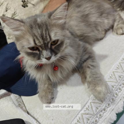 Photo 1/1 Chat trouvé Trouvé à Thane