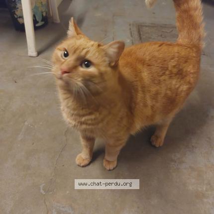 Photo 1/1 Chat trouvé Trouvé à Ans