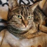 Photo de chat perdu à Bruxelles