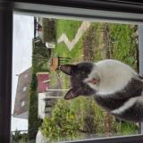 Photo de chat trouvé à Sains En Gohelle