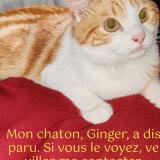 Photo de chat perdu à Drancy